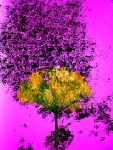 ÁRBOL