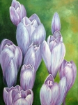 Crocus