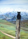 Gato