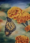 Tagetes